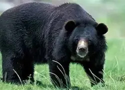 कार्बेट से लगे मोहान क्षेत्र में भालू के हमले में दो महिलाओं सहित तीन लोग घायल
